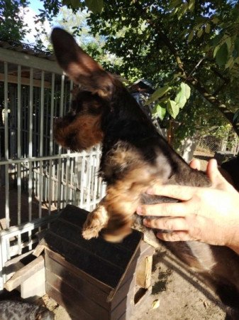 Szálkásszőrű tacsko