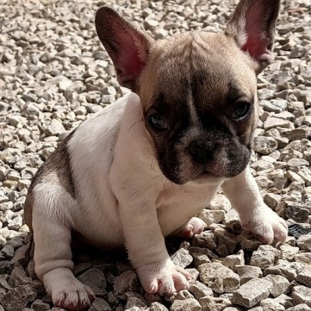 Francia bulldog