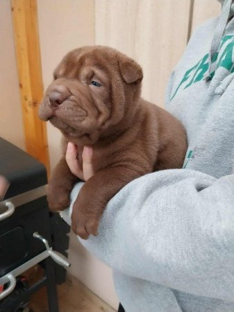 Shar pei
