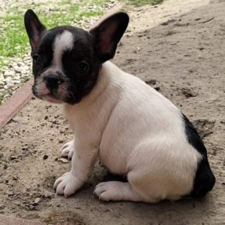 Francia bulldog