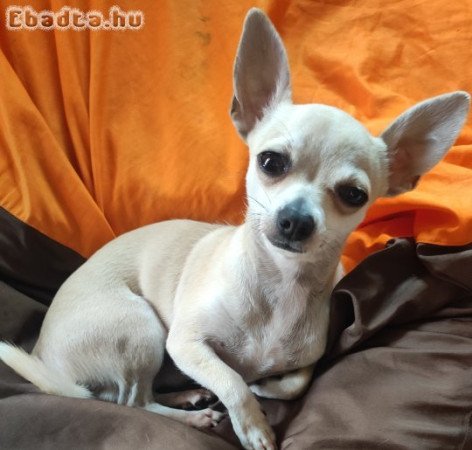 Csivava 10 hetes kan kutyus