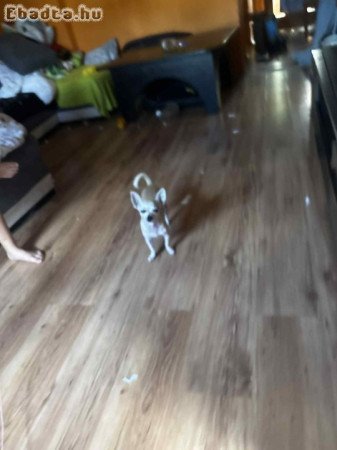 Csivava 10 hetes kan kutyus