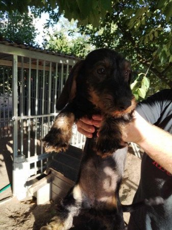 Szálkásszőrű tacsko