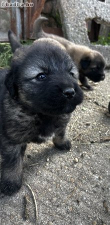 Sarplaninac farkasölő kiskutya