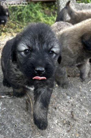 Sarplaninac farkasölő kiskutya