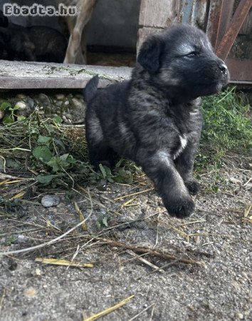 Sarplaninac farkasölő kiskutya