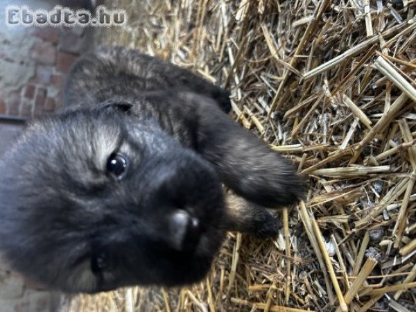 Sarplaninac farkasölő kiskutya