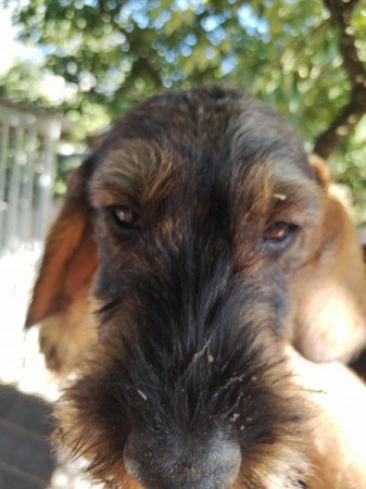 Szálkásszőrű tacsko