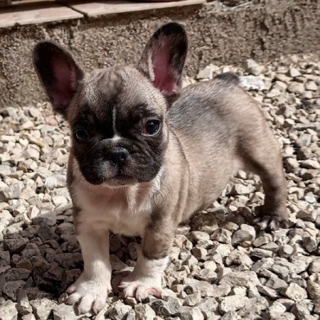 Francia bulldog