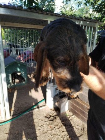 Szálkásszőrű tacsko