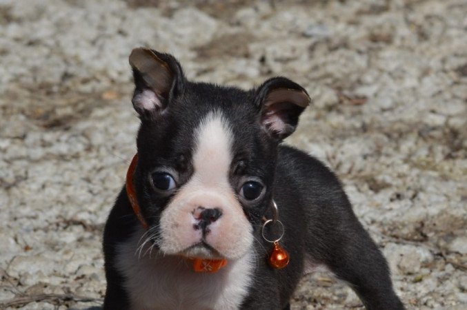 Boston terrier