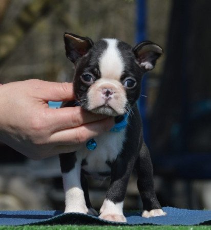 Boston terrier