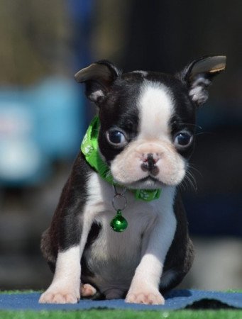 Boston terrier