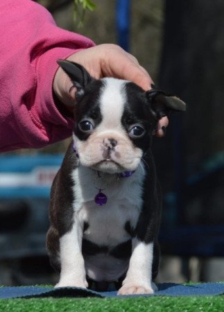 Boston terrier