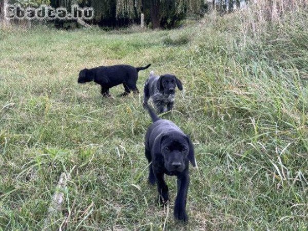 Német vizsla kölyökkutyák