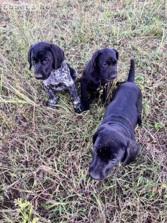 Német vizsla kölyökkutyák