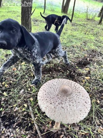 Német vizsla kölyökkutyák