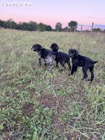 Német vizsla kölyökkutyák