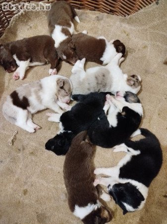 Border collie jellegű kiskutyák