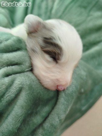 Border collie jellegű kiskutyák