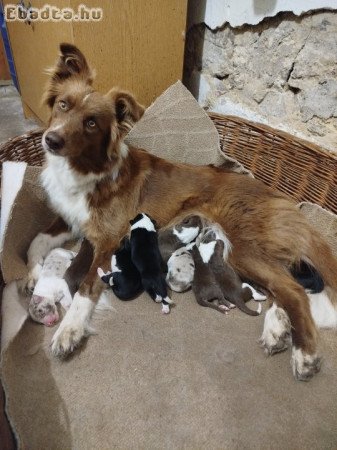 Border collie jellegű kiskutyák