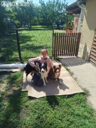 Border collie jellegű kiskutyák