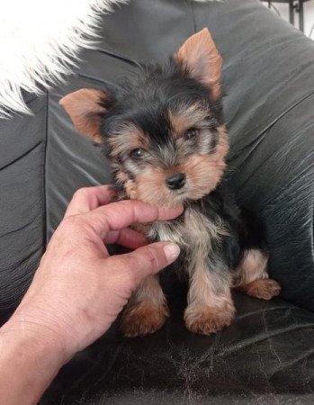 yorkshire terrier , yorki