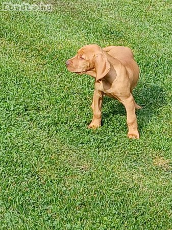 Eladó magyar vizsla kölyök
