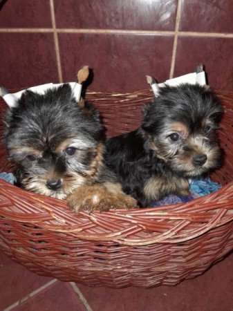 Yorkshire terrier