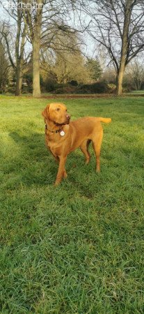 Labrador retriever