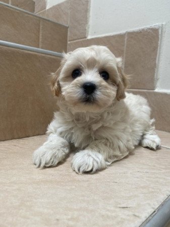 Maltipoo maltai selyem es torpe uszkar