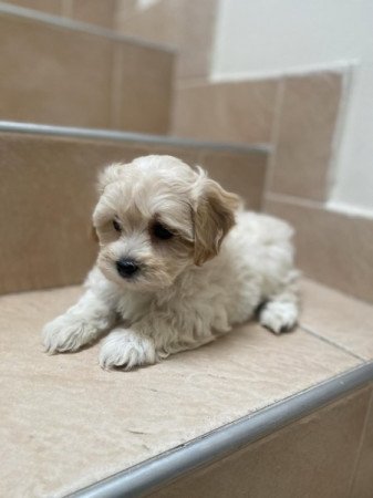 Maltipoo maltai selyem es torpe uszkar