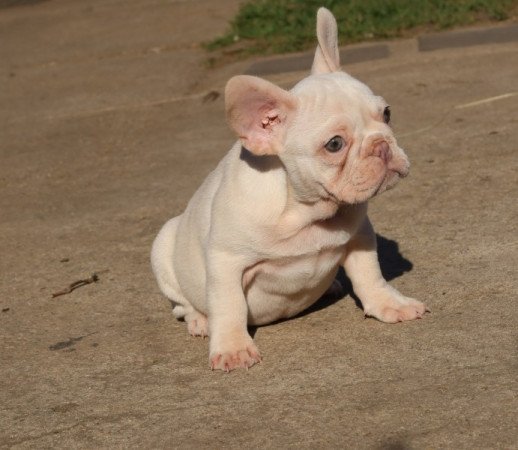 Francia bulldog