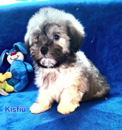 Bichon havanese