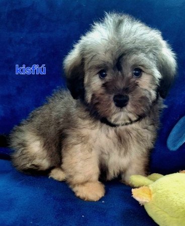 Bichon havanese