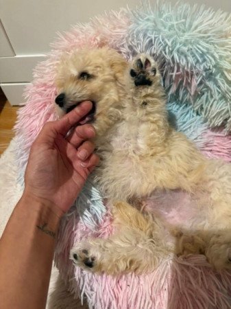 Maltipoo maltai es uszkar