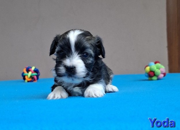 Bichon havanese