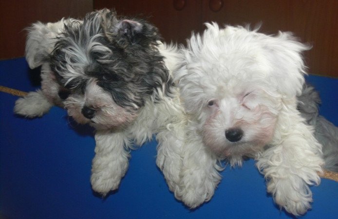 Bichon Havanese