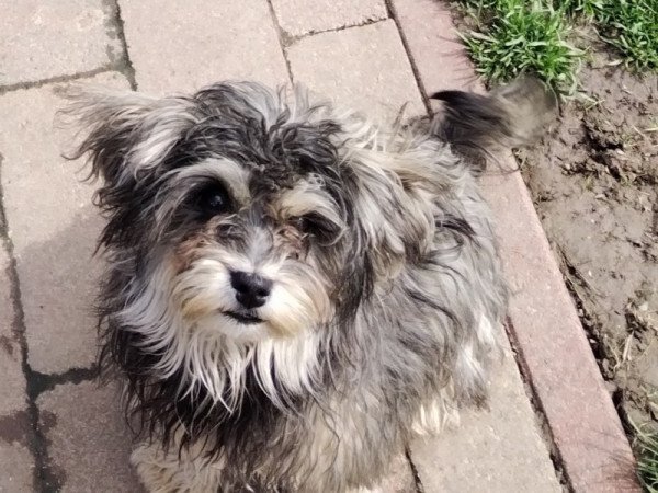 Bichon havanese