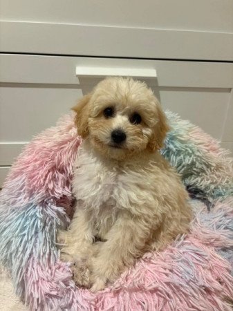 Maltipoo maltai es uszkar