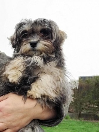 Bichon havanese