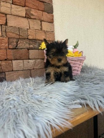 Yorkshire terrier