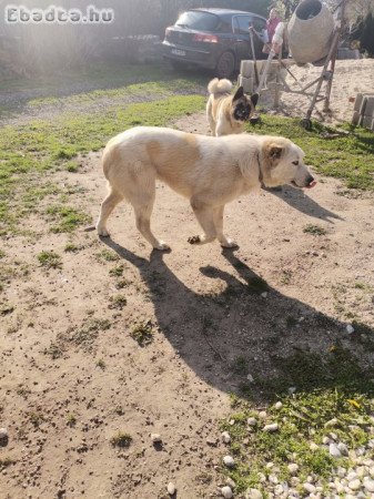 Amerikai Akita és középázsiai juhász elvihetők