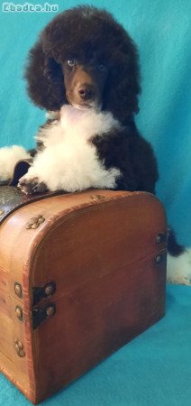 Barna-fehér uszkár