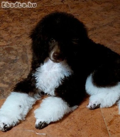 Barna-fehér uszkár