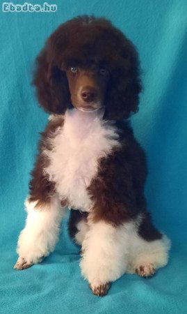 Barna-fehér uszkár