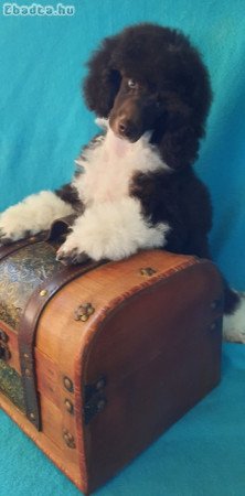 Barna-fehér uszkár