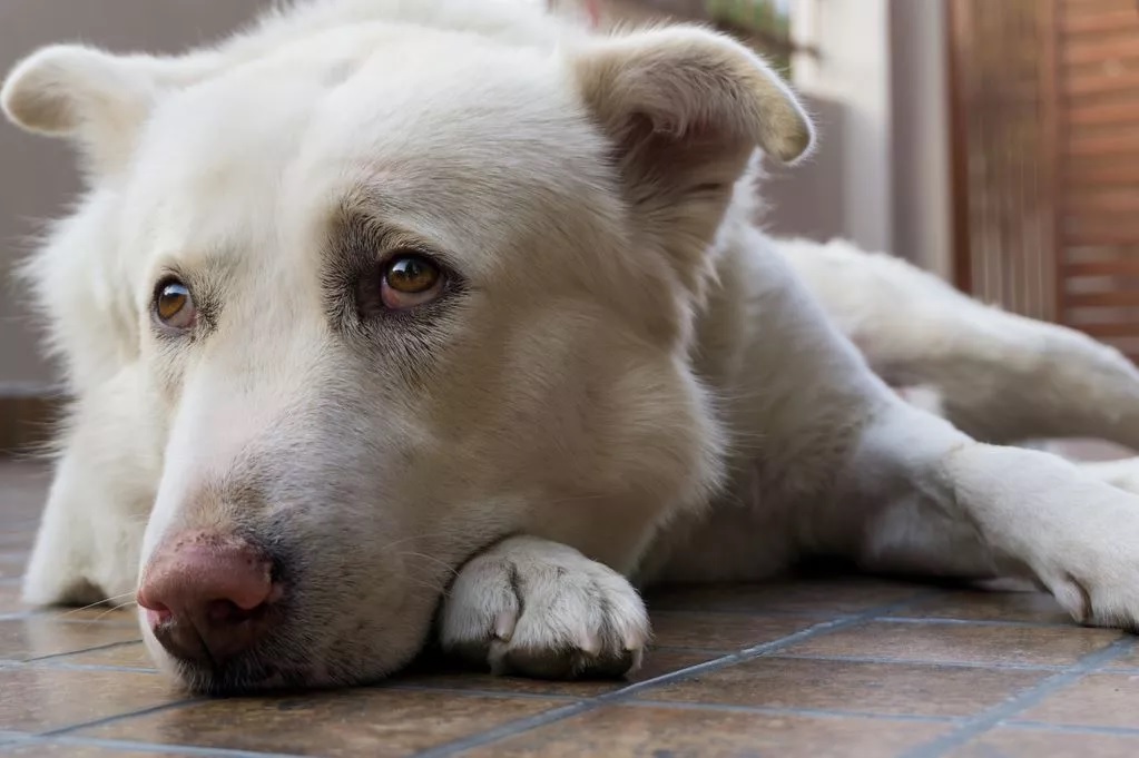 Turistaadó várhat a kutyásokra a nyaralóhelyen
