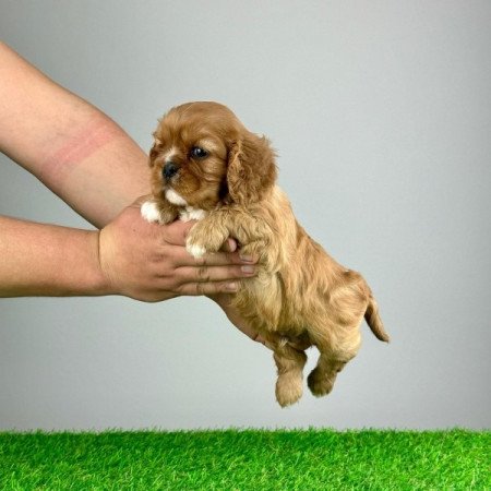 Cavalier King Charles Spàniel