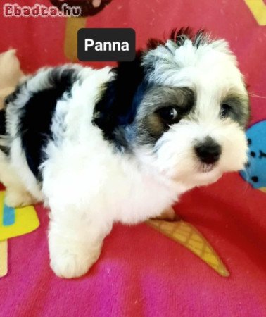 Havanese csodaszép kutyusok